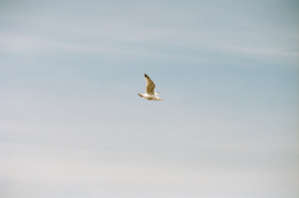 Gallery images of the MEN'S BATCH NO.15 - SAGE GREEN