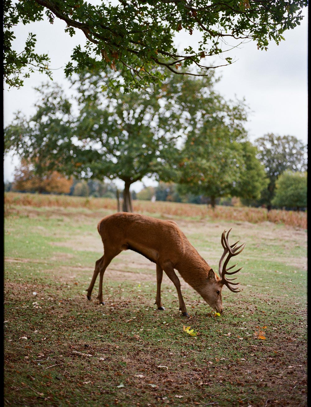 Gallery images of the WOMEN'S BATCH NO.22 - PINE GREEN
